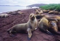 galapagos island