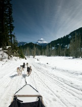 Dog sleds