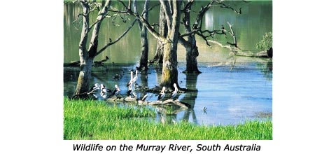 Wildlife on the Murray River, South Australia 