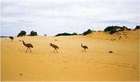 Aussie Outback - On the Edge