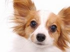 Canine Companions for when you're older