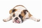 Some Canine Health Conditions You Must Know About