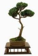Caring for a Juniper Bonsai