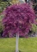 The Magic of Maples