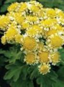 Gardening this Winter