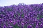 The Magic of Lavender Oil