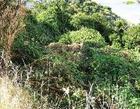 Weekend Gardener News