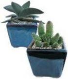 Shopping: Garden Cuttings
