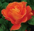 Coming Up Roses