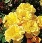 Robust Roses