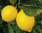 Lemon Essentials