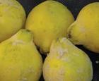 Quinces Unmasked