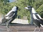 Visitors on my Shed Roof