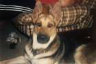 Shadow the Shepherd Dog.