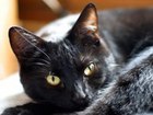 Connecting the Face to the Cat