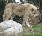Wolf And Wolf Hybrids