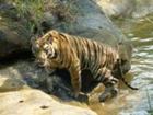 Vanishing Wildlife & Ecological Treasures [with Adventure Travel]