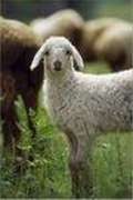 Are You a Lamb Dressed Like Mutton?