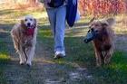 The Joy of Walking