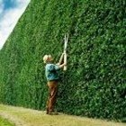 Choose a Living Fence