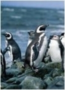 Antarctica