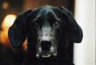 Recognising, Preventing, And Handling Dog Aggression