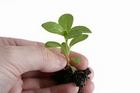 An Introduction to Organic Gardening