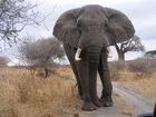 Escape to Africa with Unique Expeditions