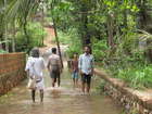 Magical Monsoon rain from God's Own Country, Kerala, INDIA!