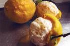 Plant Doctor: Pesky Lemon-Peelers