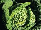 When Cabbages are King