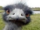 The Emu (Joke)