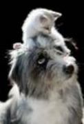 How to Take Good Care of Your Dog