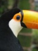 Head on Safari to Africa or South America [with Adventure Travel]