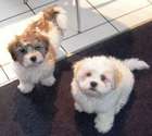 my babies