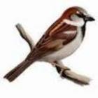 Tribute to Sparrow7