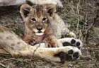 'Out of Africa' with African Safaris Ltd
