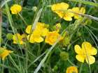 Why Don't We Grow Weeds?