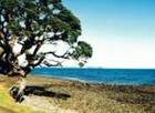 What Can Tiki Tours Do For You?