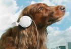 Providing Entertainment for Your Dog When You're Gone