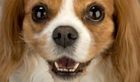 Dental Car For Your Dog