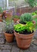 The Dirt On Planting With Chives Plants