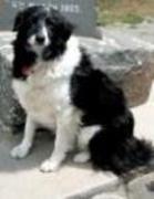 Kate the Dog Who Thought She Was Human