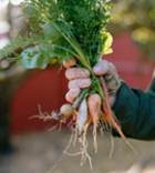 Five Reasons To Eat Raw Foods