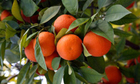 Fruit Garden A - Z