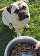 A Guide to Pet Food