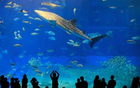 Salt Water Fish Tanks