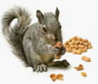 Food Allergies -- Why Are Peanuts So Dangerous?