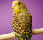 Buying a Parakeet