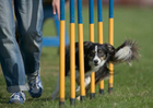 Building a Dog Obstacle Course